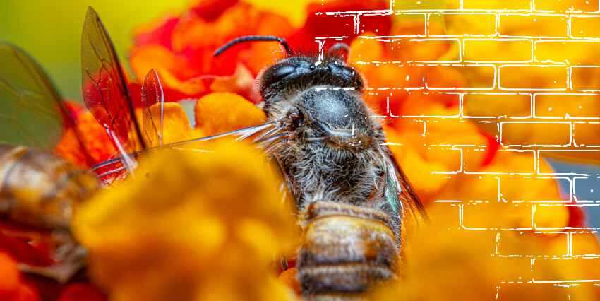 una abeja encima de una flor amarrilla