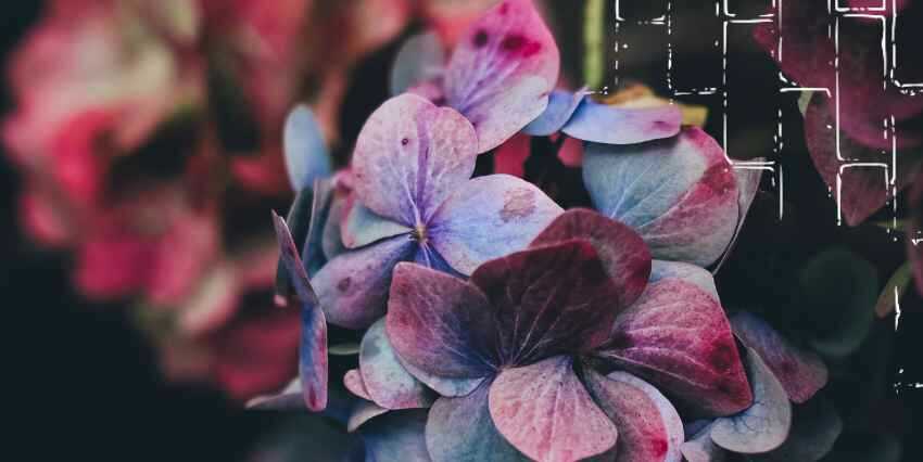 una flor violeta con otra borrosa detrás